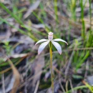 Caladenia ustulata at Jerrabomberra, NSW - 7 Oct 2020