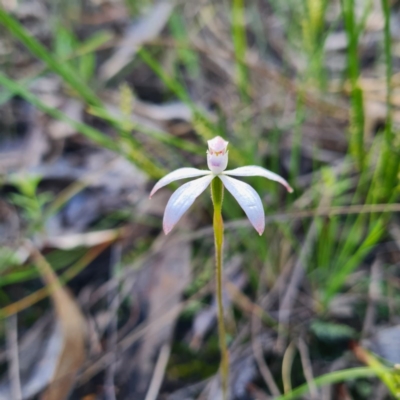 Caladenia ustulata (Brown Caps) at Jerrabomberra, NSW - 7 Oct 2020 by roachie