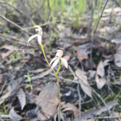 Caladenia ustulata at Jerrabomberra, NSW - 7 Oct 2020