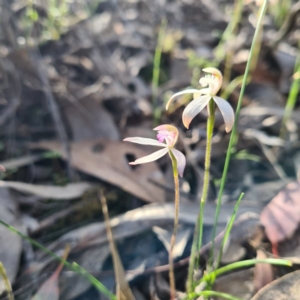 Caladenia ustulata at Jerrabomberra, NSW - 7 Oct 2020