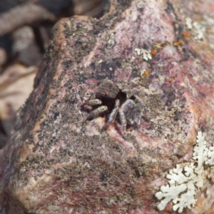 Maratus vespertilio at Forde, ACT - suppressed