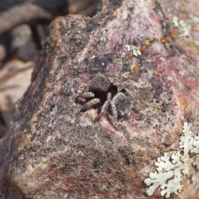 Maratus vespertilio (Bat-like peacock spider) at Mulligans Flat - 21 Oct 2020 by DPRees125