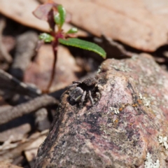 Maratus vespertilio at Forde, ACT - suppressed