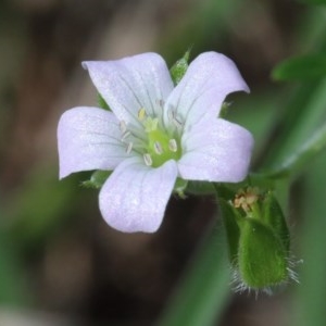 Geranium sp. at O'Connor, ACT - 23 Oct 2020