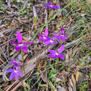 Glossodia major at Jerrabomberra, NSW - 7 Oct 2020