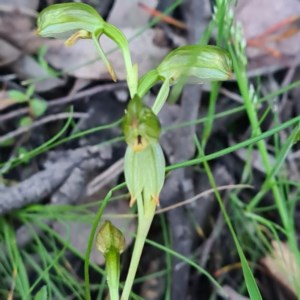 Bunochilus montanus (ACT) = Pterostylis jonesii (NSW) at Jerrabomberra, NSW - 7 Oct 2020