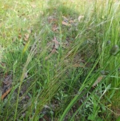Austrostipa sp. (A Corkscrew Grass) at Hughes Grassy Woodland - 22 Oct 2020 by TomT