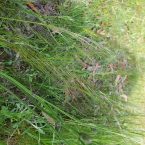 Austrostipa sp. at Hughes, ACT - 22 Oct 2020