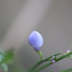 Unidentified Daisy at Mystery Bay, NSW - 22 Oct 2020 by LocalFlowers