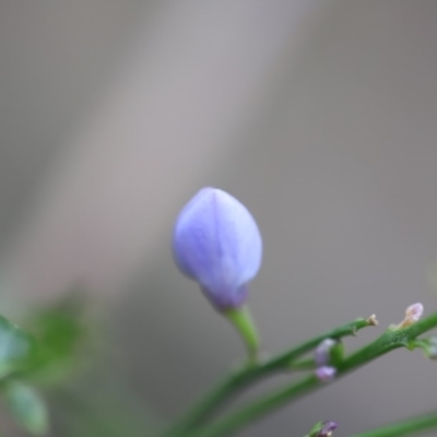 Unidentified Daisy at Mystery Bay, NSW - 22 Oct 2020 by LocalFlowers