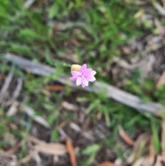 Petrorhagia nanteuilii (Proliferous Pink, Childling Pink) at Hughes Grassy Woodland - 22 Oct 2020 by TomT
