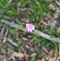 Petrorhagia nanteuilii (Proliferous Pink, Childling Pink) at Hughes, ACT - 22 Oct 2020 by TomT