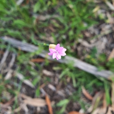 Petrorhagia nanteuilii (Proliferous Pink, Childling Pink) at Hughes Grassy Woodland - 22 Oct 2020 by TomT