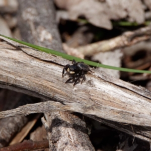 Salticidae sp. 'Golden palps' at Forde, ACT - 21 Oct 2020