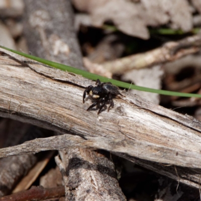 Salticidae sp. 'Golden palps' (Unidentified jumping spider) at Mulligans Flat - 21 Oct 2020 by DPRees125