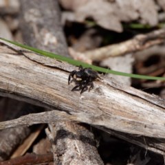 Salticidae sp. 'Golden palps' (Unidentified jumping spider) at Mulligans Flat - 21 Oct 2020 by DPRees125