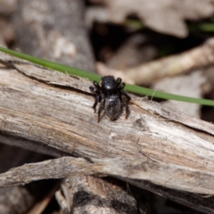 Salticidae sp. 'Golden palps' at Forde, ACT - 21 Oct 2020 12:47 PM