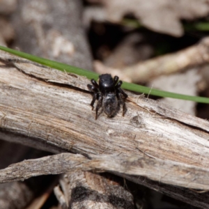 Salticidae sp. 'Golden palps' at Forde, ACT - 21 Oct 2020