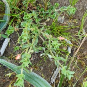 Lysimachia arvensis at Deakin, ACT - 22 Oct 2020 07:04 PM