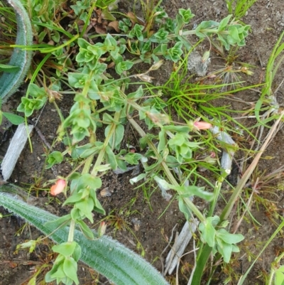 Lysimachia arvensis (Scarlet Pimpernel) at Red Hill to Yarralumla Creek - 22 Oct 2020 by TomT