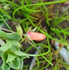 Lysimachia arvensis at Deakin, ACT - 22 Oct 2020