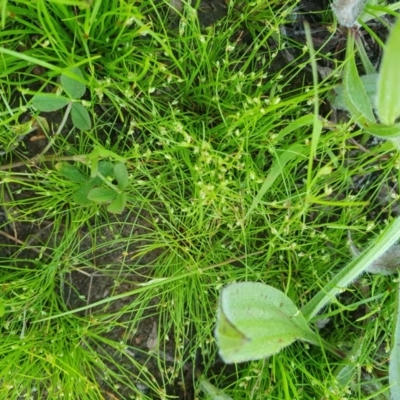 Isolepis sp. (Club-rush) at Hughes Grassy Woodland - 22 Oct 2020 by TomT