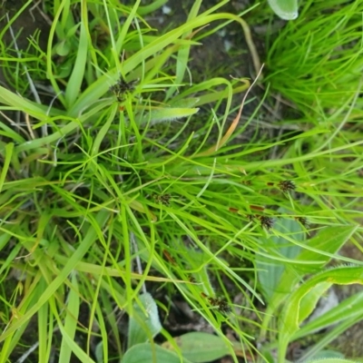 Schoenus apogon (Common Bog Sedge) at Deakin, ACT - 22 Oct 2020 by TomT