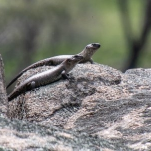 Egernia cunninghami at Mount Clear, ACT - 21 Oct 2020