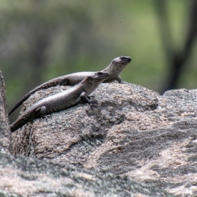 Egernia cunninghami (Cunningham's Skink) at Namadgi National Park - 21 Oct 2020 by SWishart