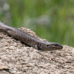 Liopholis whitii (White's Skink) at Namadgi National Park - 21 Oct 2020 by SWishart