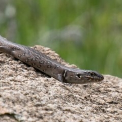 Liopholis whitii (White's Skink) at Mount Clear, ACT - 21 Oct 2020 by SWishart