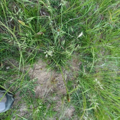 Rytidosperma sp. (Wallaby Grass) at Deakin, ACT - 22 Oct 2020 by TomT