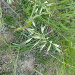 Rytidosperma sp. at Deakin, ACT - 22 Oct 2020