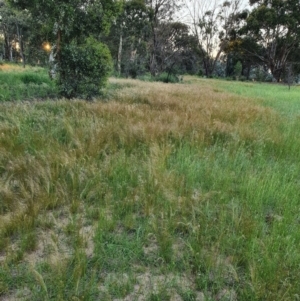 Austrostipa scabra at Deakin, ACT - 22 Oct 2020