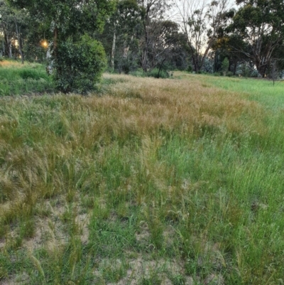 Austrostipa scabra (Corkscrew Grass, Slender Speargrass) at Deakin, ACT - 22 Oct 2020 by TomT