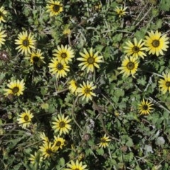 Arctotheca calendula (Capeweed, Cape Dandelion) at Conder, ACT - 1 Oct 2020 by MichaelBedingfield