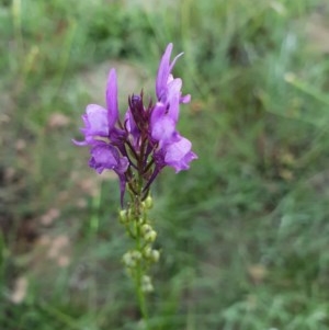 Linaria pelisseriana at Deakin, ACT - 22 Oct 2020 06:56 PM