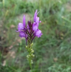 Linaria pelisseriana (Pelisser's Toadflax) at Deakin, ACT - 22 Oct 2020 by TomT