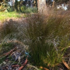 Austrostipa scabra (Corkscrew Grass, Slender Speargrass) at Hughes, ACT - 22 Oct 2020 by TomT
