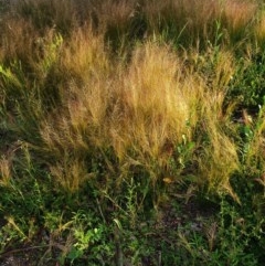 Austrostipa scabra (Corkscrew Grass, Slender Speargrass) at Hughes Grassy Woodland - 22 Oct 2020 by TomT
