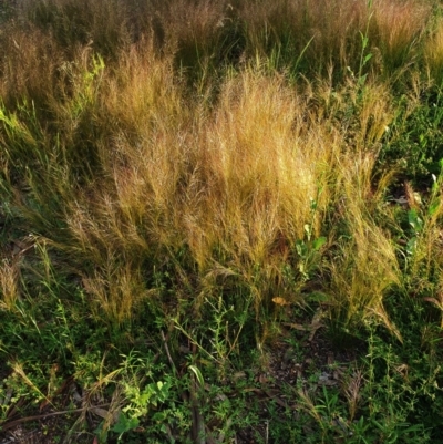 Austrostipa scabra (Corkscrew Grass, Slender Speargrass) at Hughes, ACT - 22 Oct 2020 by TomT