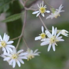 Olearia lirata (Snowy Daisybush) at Uriarra, NSW - 3 Oct 2020 by Sarah2019