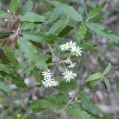 Olearia lirata at Uriarra, NSW - 3 Oct 2020