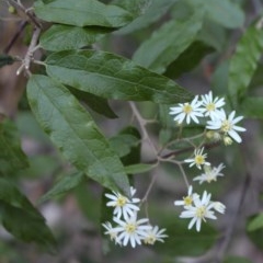 Olearia lirata at Uriarra, NSW - 3 Oct 2020