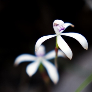 Caladenia ustulata at Krawarree, NSW - suppressed