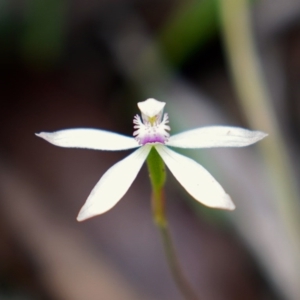 Caladenia ustulata at Krawarree, NSW - suppressed