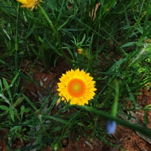 Xerochrysum viscosum at Hughes, ACT - 22 Oct 2020