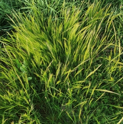 Vulpia bromoides (Squirrel-tail Fescue, Hair Grass) at Curtin, ACT - 22 Oct 2020 by TomT