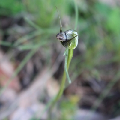 Pterostylis pedunculata (Maroonhood) at Uriarra, ACT - 3 Oct 2020 by Sarah2019