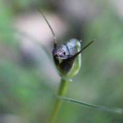 Pterostylis pedunculata at Uriarra, ACT - suppressed